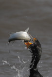 Double-crested Cormorant w/fish