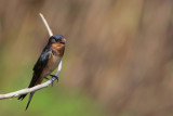 Barn Swallow