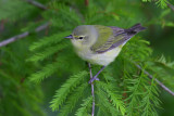 Tennessee Warbler