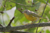 Nashville Warbler