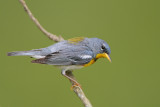 Northern Parula