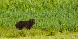 Defiance, Pavlov Harbor, Chichagof Island, Alaska, 2013