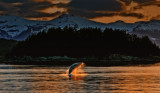 Whale aloft, near Admiralty Island, Alaska, 2013