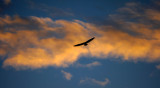 Bald eagle, near Juneau, Alaska, 2013