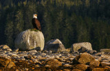 Bald eagle, Wood Spit, Alaska, 2013