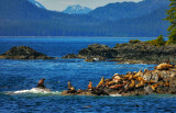 Stellar sea lion rookery, Brothers Islands, Alaska, 2013