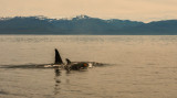 Orca with calf, off Baranof Island, Alaska, 2013