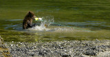 Cub at play, Kasnyku Hatchery, Baranof Island, Alaska, 2013