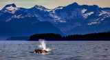 Curious humpback, Frederick Sound, Alaska, 2013