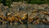 Family portrait, Stellar sea lion rookery, Brothers Island, Alaska, 2013