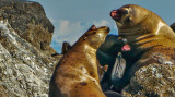 The trio, Stellar sea lion rookery, Brothers Islands, Alaska, 2013