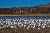 Morning fly-out, Bosque del Apache Wildlife Refuge, New Mexico, 2014
