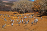 Feeding cranes, Bosque del Apache National Wildlife Refuge, New Mexico, 2014
