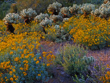 Desert in bloom, Superstition Mountains, Gold Canyon, Arizona, 2013