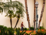 Urban palms, State Street, Santa Barbara, California, 2014