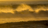 Golden fury, Imperial Beach, California, 2014