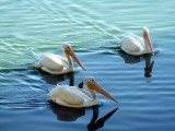 White Pelicans