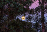 Harvest Moon 19 Sept 13