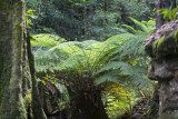 Megalong Valley Fern Tree