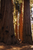 Sequoia-KC_8529.jpg