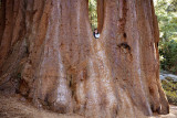 SequoiaKC_8547.jpg