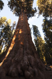 Sequoia_8539.jpg