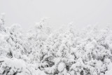 Moosilauke_SnowForest-01795.jpg