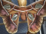 Female Atlas Moth just emerging