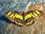 Siproeta stelenes (Malachite)