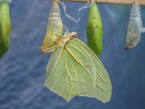 Mottled emigrant just emerging