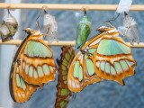 Malachite just emerged