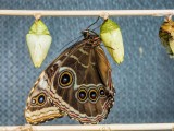 Blue Morpho just emerging