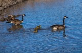 Spring Canada Goose family