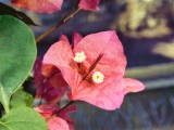 Bougainvillea Painting