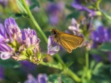 Garita Skipperling on Tufted Vetch