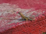 Cuban Ashy Gecko