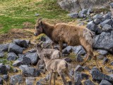Bighorn Sheep (female and lambs)