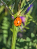 Ladybug (Ladybird)