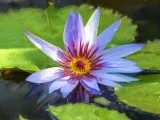 Cezanne Water Lily