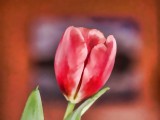 Tulip Impressions