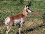 Pronghorn (Adult Male)