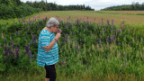 Jeannine checking out the lupin's