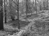 woods bw.jpg