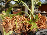 Pile of harvested Turmeric