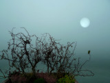 The fog veiled the lake and...