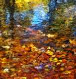 Autumn pond...