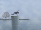 Seagull in the mist...