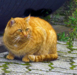Gently obese ginger cat....