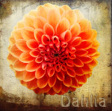 Orange Dahlia...