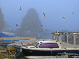 Misty port